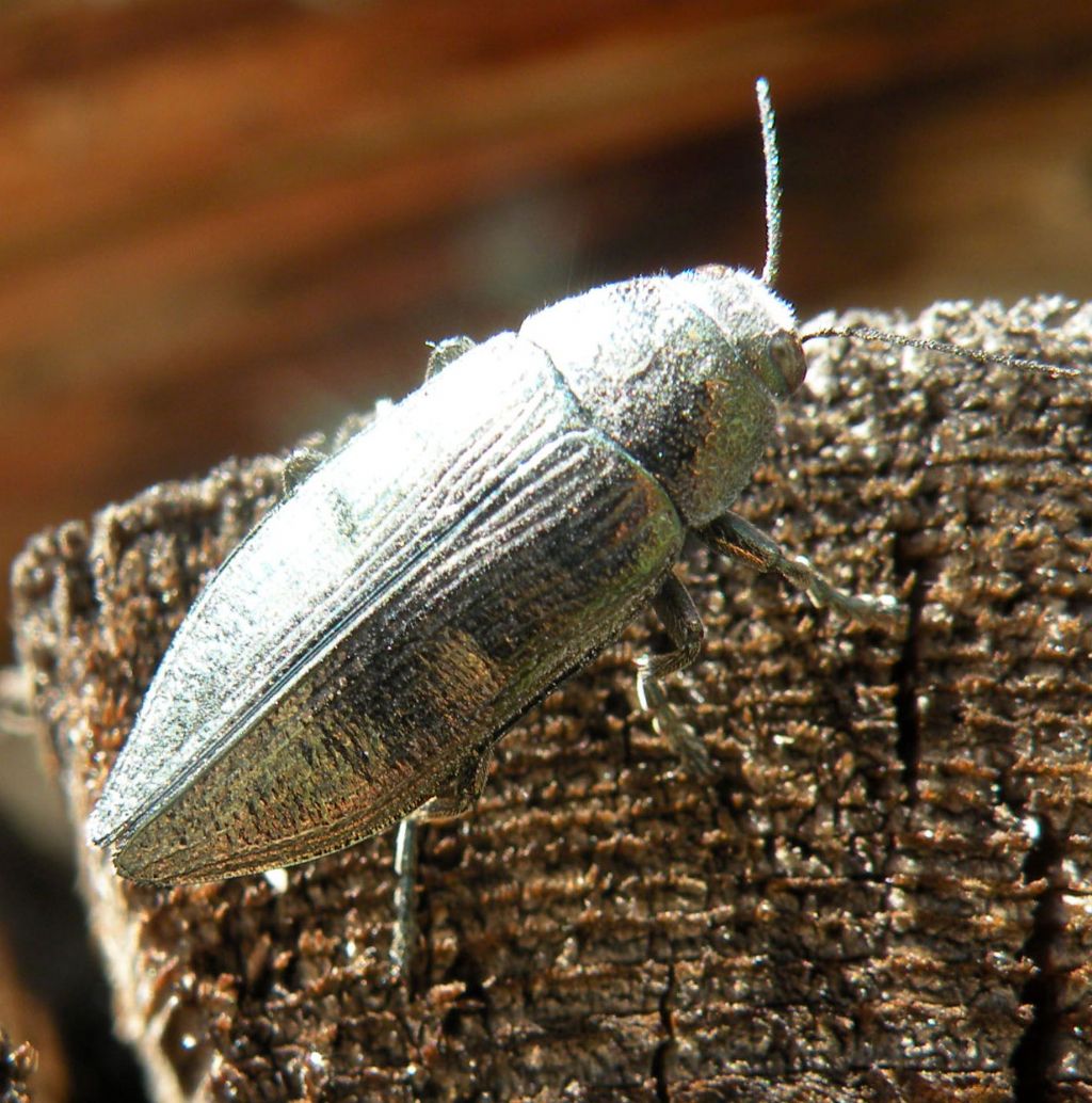 Grosso Buprestidae - Buprestis rustica ssp. rustica (cfr.)